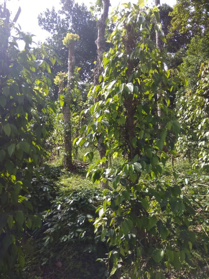 Coffee And Pepper Plantation Homestay テッカディ エクステリア 写真